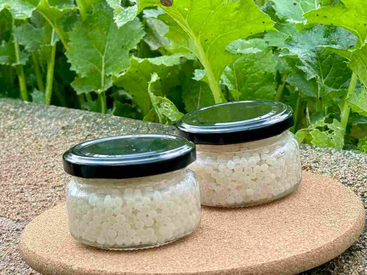 Икра улитки